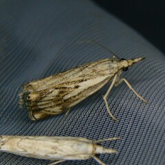 Catoptria falsella