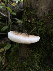 Ischnoderma resinosum