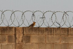 Colaptes campestris campestris