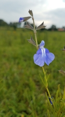 Salvia reptans