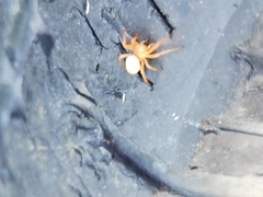 Araniella displicata