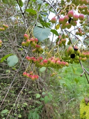 Viburnum rufidulum