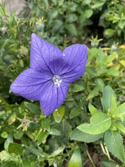 Platycodon grandiflorus