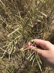 Astragalus pectinatus