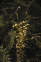 Potamogeton richardsonii