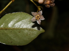 Ardisia pleurobotrya