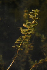 Potamogeton richardsonii