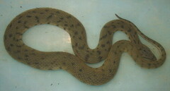 Cerberus schneiderii