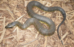 Homalopsis mereljcoxi