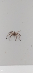 Polybetes rapidus