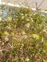 Clematis montevidensis