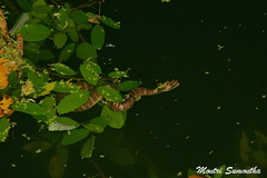 Homalopsis mereljcoxi