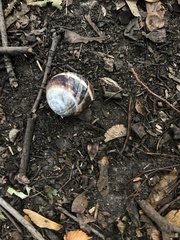 Helix lucorum