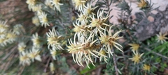 Phylica plumosa