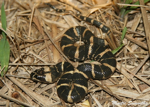 Deuve's Water Snake