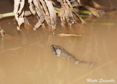 Homalopsis nigroventralis