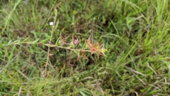 Ludwigia hirtella