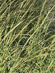 Sporobolus alterniflorus