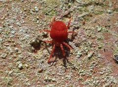 Trombidium holosericeum