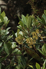 Ardisia pleurobotrya