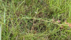 Ludwigia hirtella