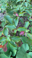 Cornus alternifolia