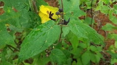 Matelea tezcatlipocantha