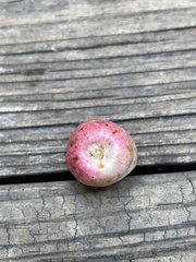 Amphibolips quercusjuglans