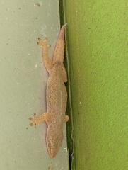 Hemidactylus frenatus