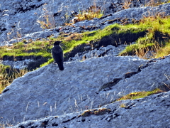 Corvus cornix × corone