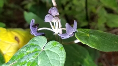 Matelea tezcatlipocantha