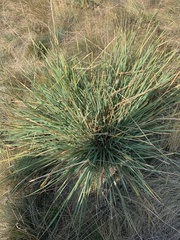 Psathyrostachys juncea