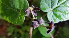 Matelea tezcatlipocantha