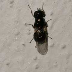 Microchrysa polita
