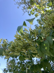 Populus deltoides
