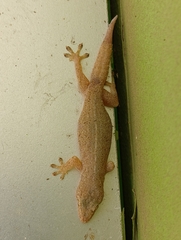 Hemidactylus frenatus