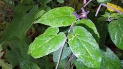 Matelea tezcatlipocantha