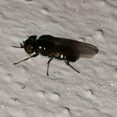 Microchrysa polita