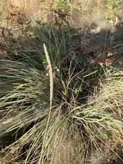 Psathyrostachys juncea