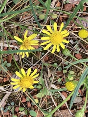 Senecio inaequidens