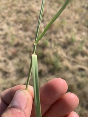 Psathyrostachys juncea