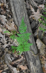 Cystopteris protrusa