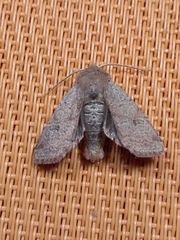 Agrochola laevis