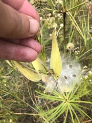 Asclepias verticillata