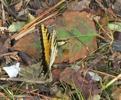 Papilio glaucus