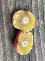 Amphibolips quercusjuglans
