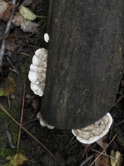 Gloeoporus dichrous