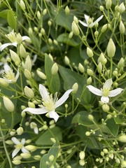 Clematis flammula