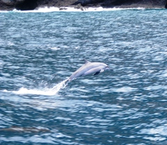 Stenella longirostris