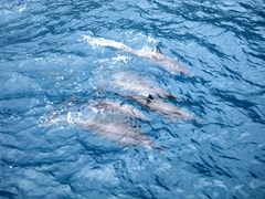 Stenella longirostris